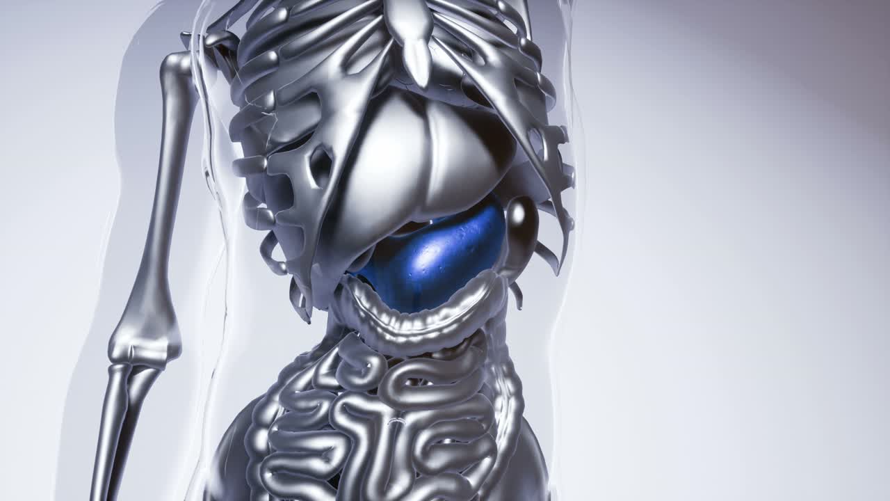 modelo de estómago humano con todos los órganos y huesos