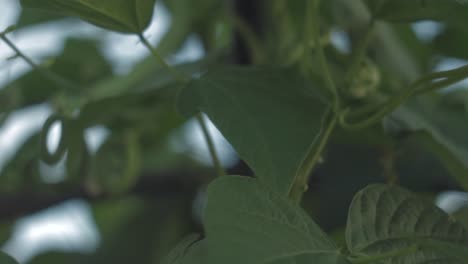broad flat green beans in an organic vegetable garden
