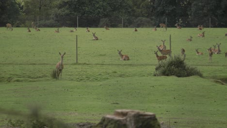 Many-cute-deer-on-a-green-grass-field-on-a-sunny-day-in-Devon,-UK