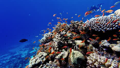 Coral-reef