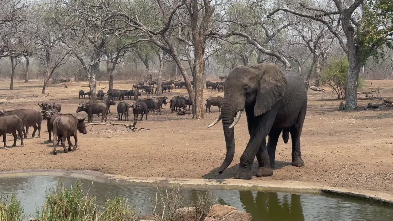 el elefante africano (loxodonta africana) ha venido a beber en un pozo de agua artificial en la temporada seca en la reserva de vida silvestre de majete, malawi.