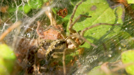 Erwachsene-Spinne-Agelena-Labyrinthica,-Die-Unter-Sonnenlicht-In-Ihrem-Netztrichter-Kriecht---Makro