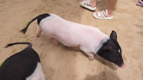 pigs eating in a sandy area