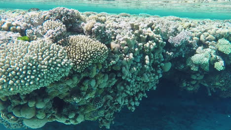 Iluminado-Por-El-Sol,-Plataforma-De-Arrecife-De-Coral-Bajo-El-Agua,-Minerva,-Slomo-De-Primer-Plano-De-Mano