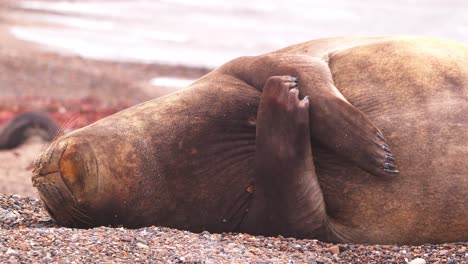 disparo estático de una foca elefante hembra durmiendo acurrucada sus aletas como manos y rascándose con las uñas