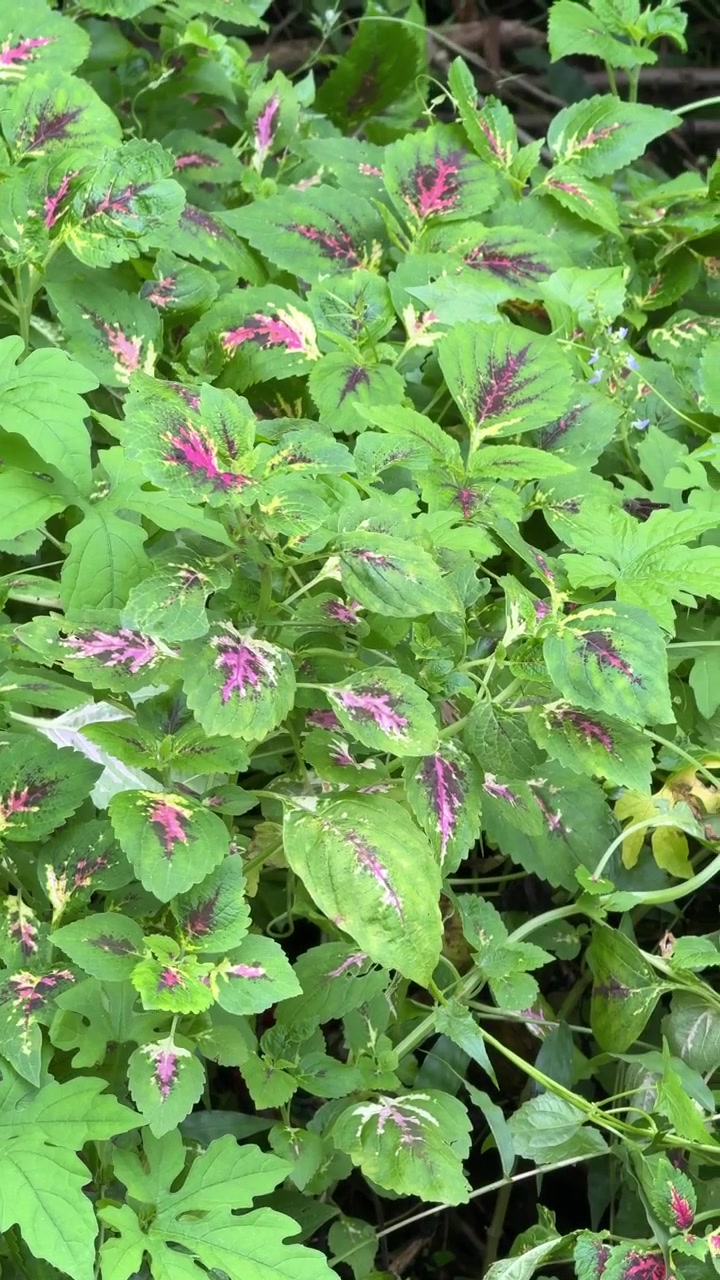 Vibrant Coleus Plant Growing in a Lush Garden