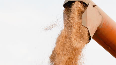 Agriculture-Harvester-Unloading-Wheat-Grains-Against-Sky-1