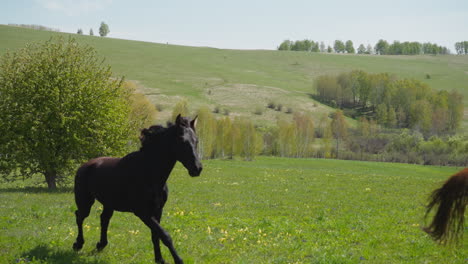 playful horses of black and cream color run along meadow