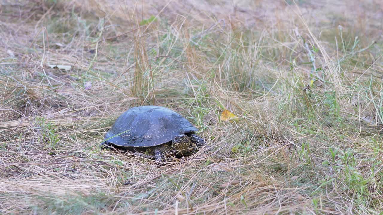 la tortuga de río europea se arrastra por la hierba seca en el bosque.