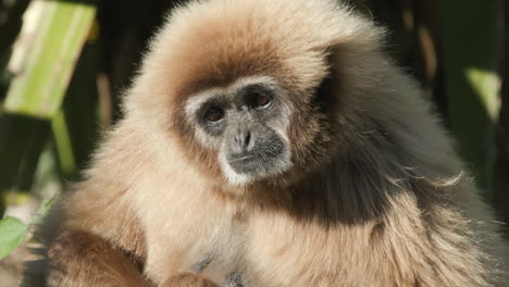 close-up of a white-handed gibbon's face as it looks around