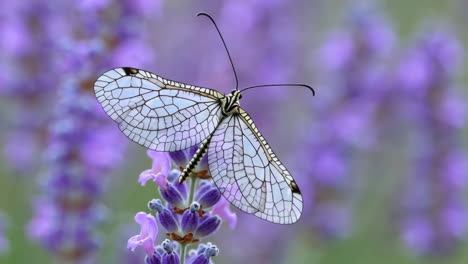 owlfly on lavender flower