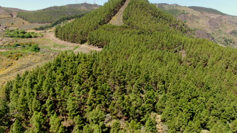 aerial view traveling in over a large canarian pine forest of intense green color on a sunny day