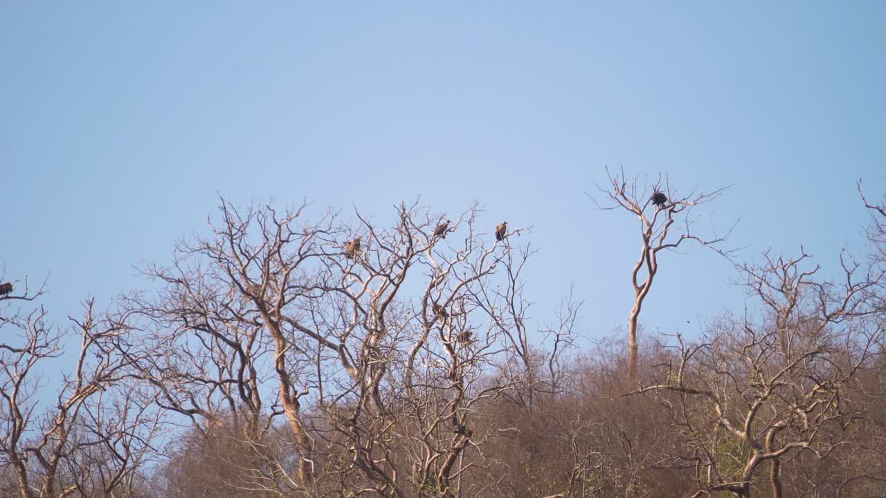 Een familie witstuitgieren (Gyps bengalensis) die zit of rust in hun nest op een boomtak in het Ghatigao-gebied van Madhya Pradesh, India