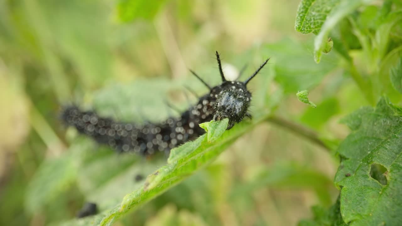 Macro of caterpillar on stem establishing natural insect detailed life feeding and crawling in summer