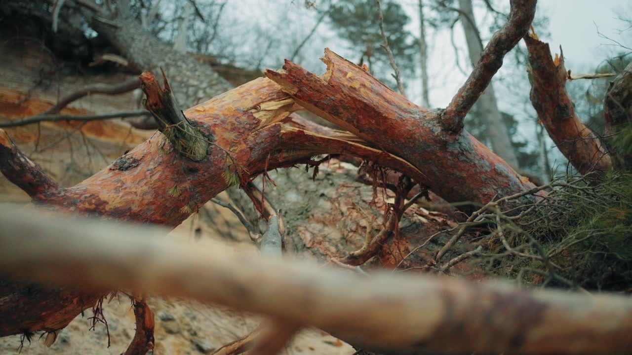 Tree fallen on a cliff on the beach after storm
