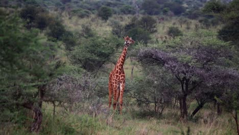 Jirafa-Hambrienta-Solitaria-Comiendo-De-Un-Pequeño-árbol-De-Acacia-En-Un-Día-Caluroso