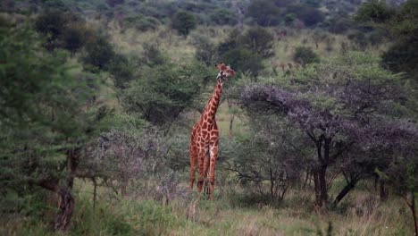 jirafa hambrienta solitaria comiendo de un pequeño árbol de acacia en un día caluroso