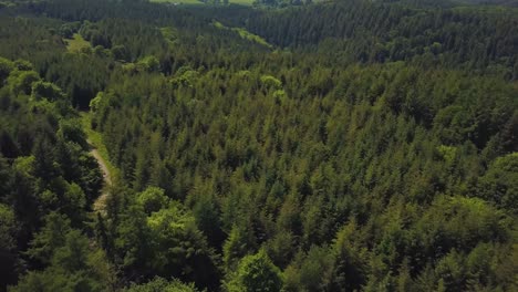 rising up above the trees in the great woods forrest, somerset, united kingdom.