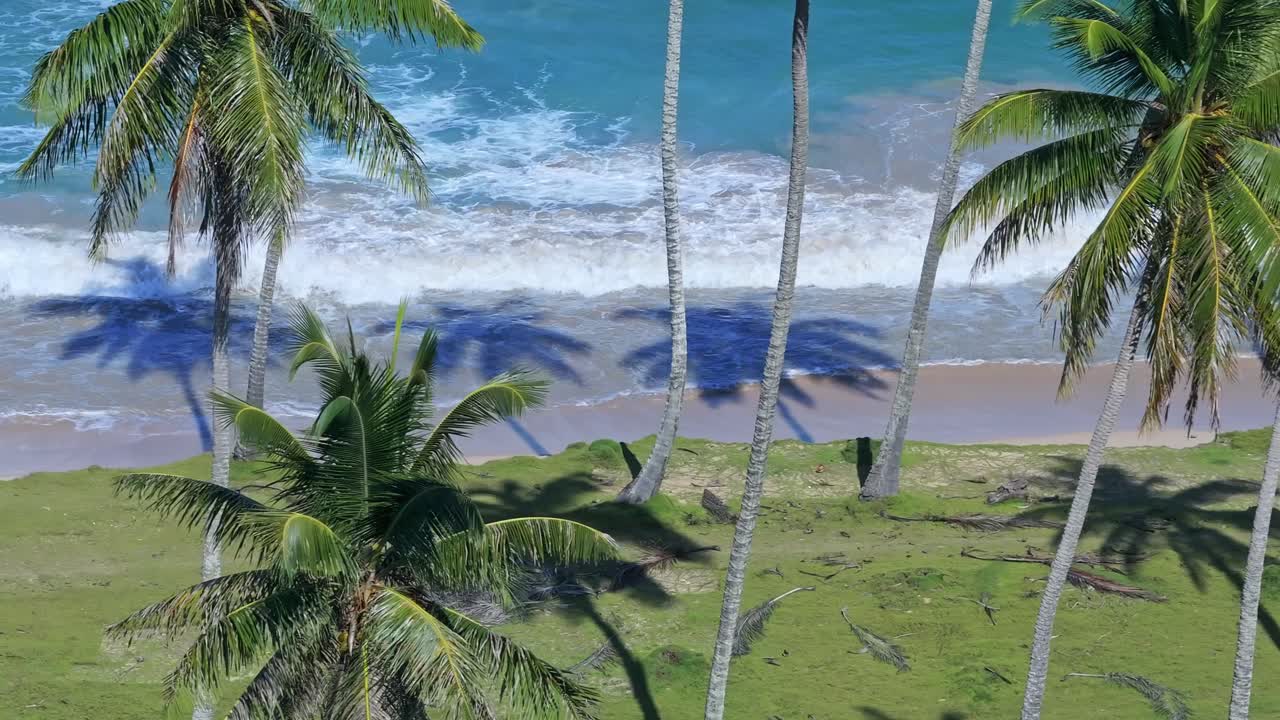 Paraíso de Praia Tropical: Palmeiras e Ondas Turquesas