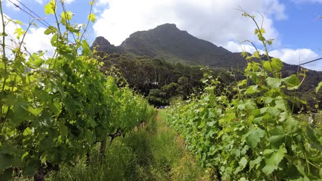 cultivo de viñedos en las tierras de cultivo de la bodega en constantia cerca de ciudad del cabo, sudáfrica
