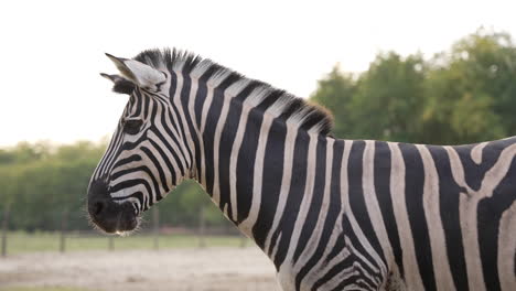 Zebra-Geht-In-Zeitlupe-Von-Der-Kamera-Weg