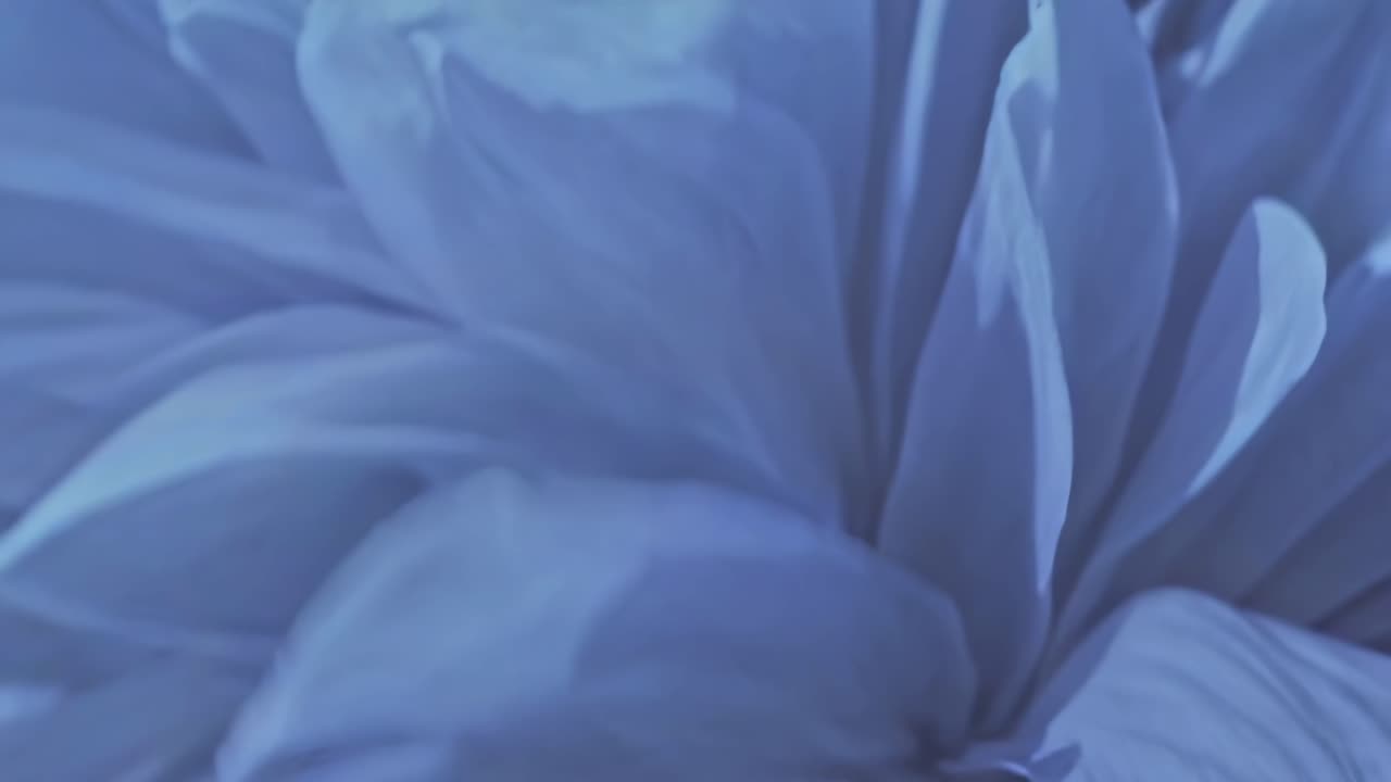 Video ravvicinato di morbidi petali blu, ripreso da un angolo zenitale, che mostra un’immagine onirica e astratta