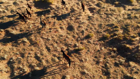 imágenes aéreas de caballos salvajes en arizona