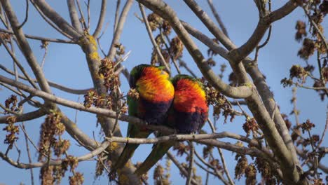 Regenbogen-Loris-Schlafen-Auf-Einem-Ast-Ohne-Blätter