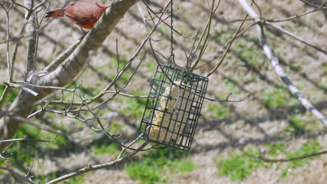 male northern cardinal checking out a suet bird-feeder during later-winter in south carolina