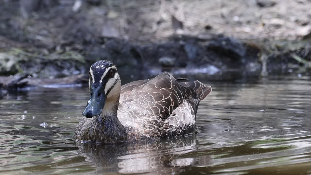 Anatra che si pulisce in un ambiente acquatico naturale