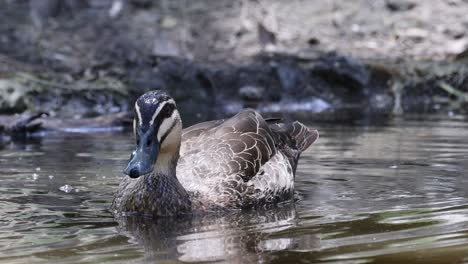 patos que se asean en un entorno natural de agua