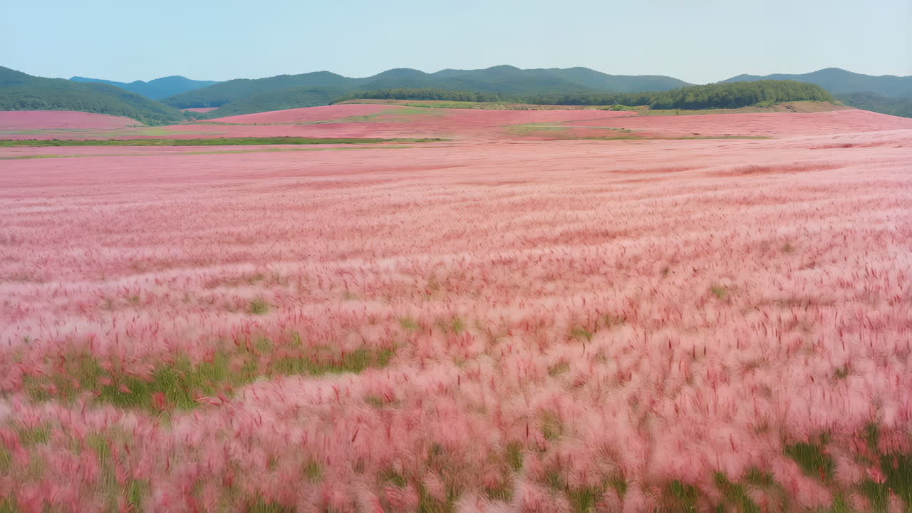 Pink Muhly Grass Field Landscape