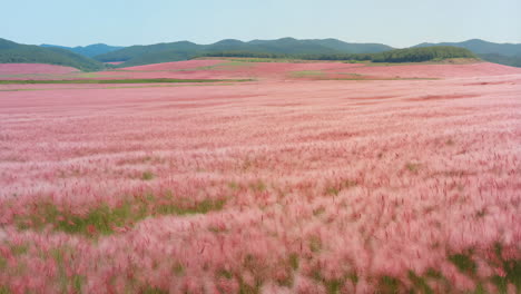 pink muhly grass field landscape