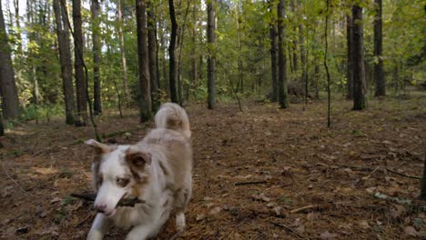 Slow-motion-shot-of-an-Australian-shepherd-dog-running-in-the-woods