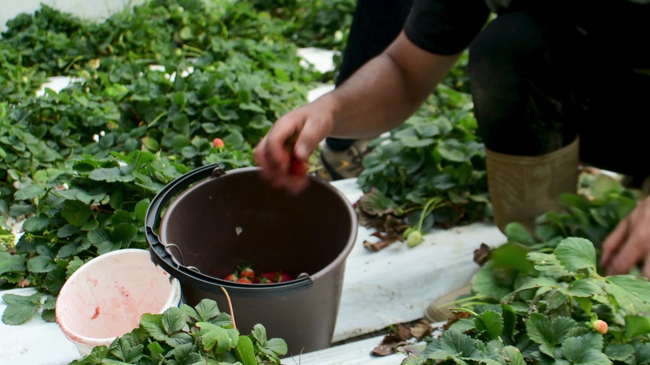 Close-up of manual strawberry picking on a farm, capturing the authentic essence of organic agriculture and local labor