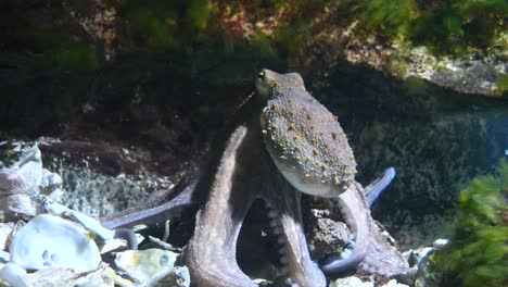 Close-up-shot-of-mystic-Octopus-swimming-underwater-between-water-plants-during-sunny-day