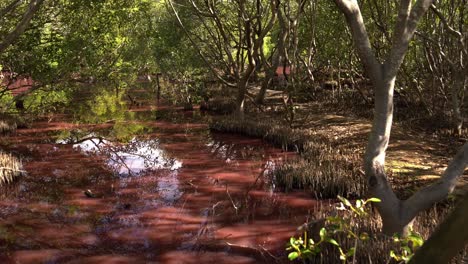 Los-Humedales-De-Queensland-Boondall-Adquirieron-Un-Tono-Rosado,-Una-Consecuencia-De-La-Floración-Natural-De-Algas-Durante-La-Estación-Seca,-Influenciada-Por-Temperaturas-Cálidas,-Aumento-De-La-Salinidad-Y-Escasez-De-Precipitaciones,-Impacto-Ambiental.