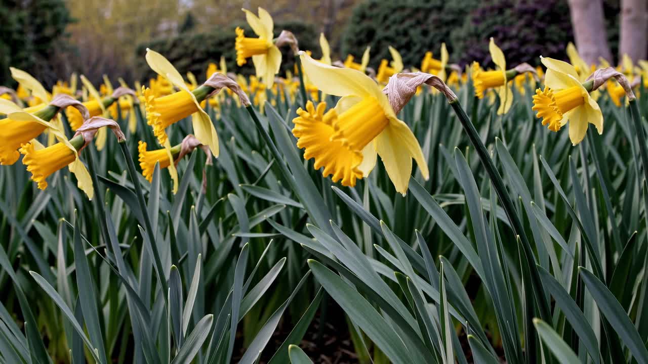 Close-up ao nível dos olhos de narcisos amarelos vibrantes em um jardim, exibindo sua beleza