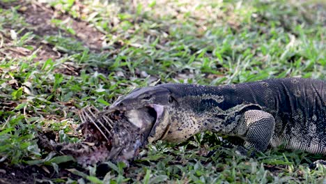 clouded monitor lizard waran reptile eating fish, lumphini park, bangkok, thailand