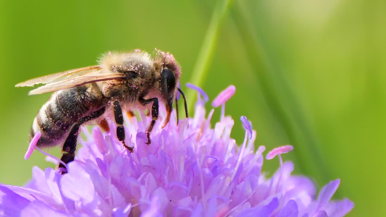 Purple colored Pollen on Bee during pollination process on flower in nature,macro