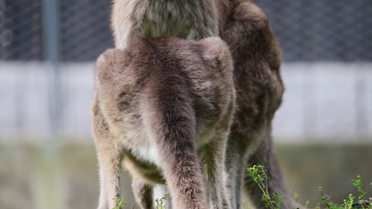 Canguro con etichetta auricolare che osserva l'ambiente circostante in un parco faunistico