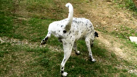 young dalmatian dog marking territory and peeing on a grass.