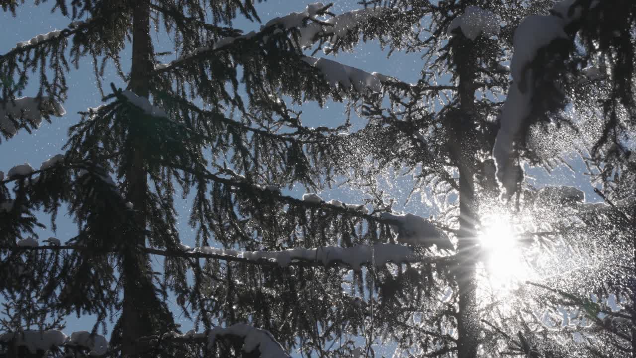 Bright sun rays pierce through a snowy pine canopy as snowflakes slowly drift in cold forest air. Parallax shot.