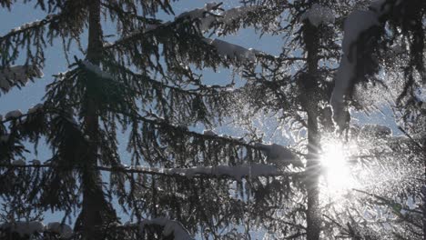Bright sun rays pierce through a snowy pine canopy as snowflakes slowly drift in cold forest air. Parallax shot.