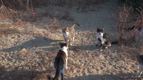 grupo de gatos callejeros reunidos cerca de arbustos en la playa a cámara lenta