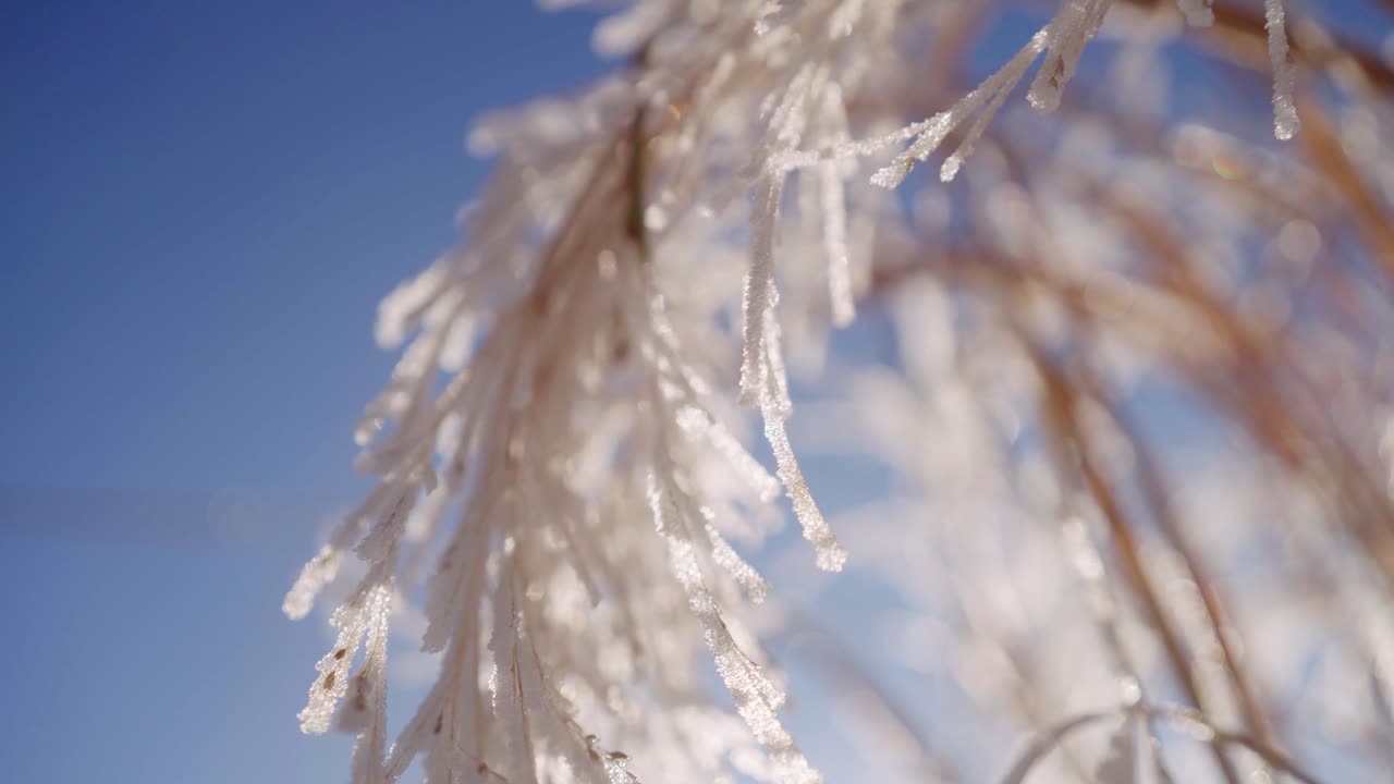 Close up of Frozen Grass