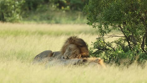a male lion lifting his head and yawns before grooming his sleeping brother, greater kruger.