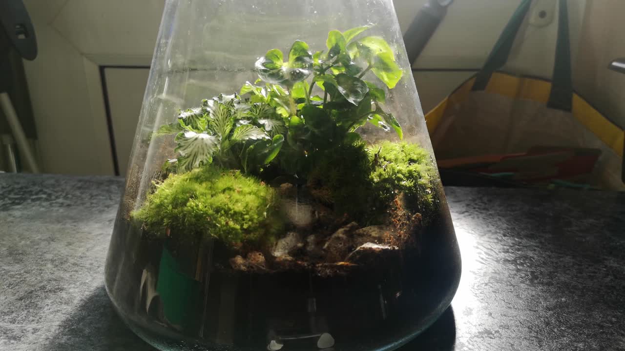 vidrio matraz natural musgo terrario miniatura creciente botánico ecosistema lento rotación izquierda empujar adentro