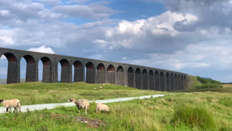 ovejas mirando alrededor delante del viaducto ribblehead en north yorkshire en el día de verano