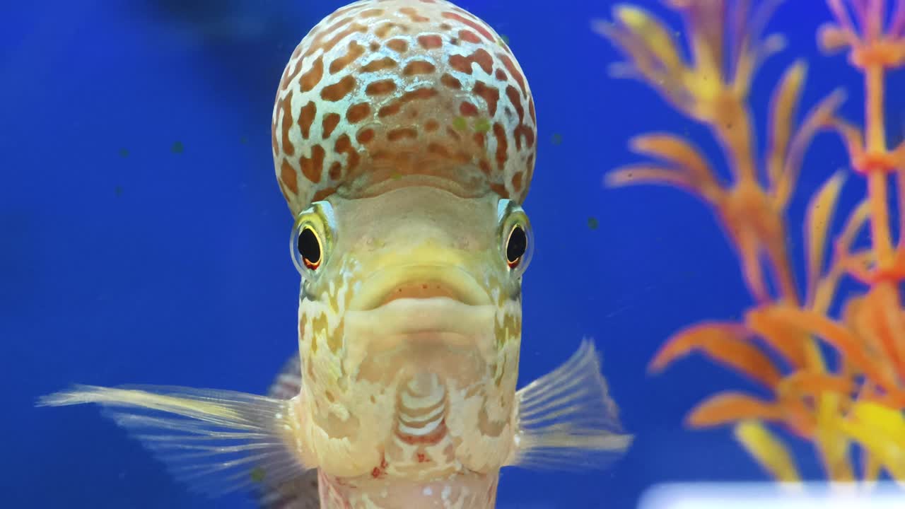 primer plano de un pez disco en un acuario